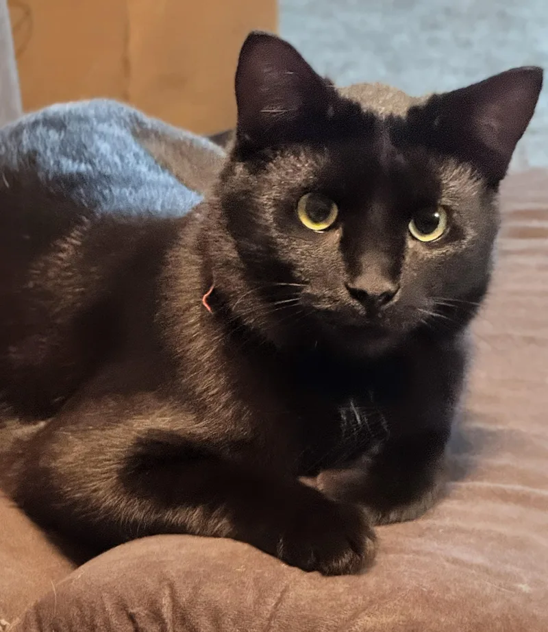 A young medium-sized male Domestic Short Hair cat named Coal for adoption in West Lafayette, IN