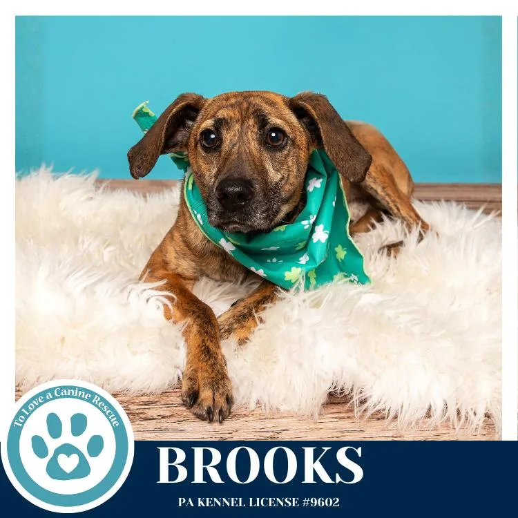 A young small-sized male Hound dog named Brooks for adoption in Kimberton, PA