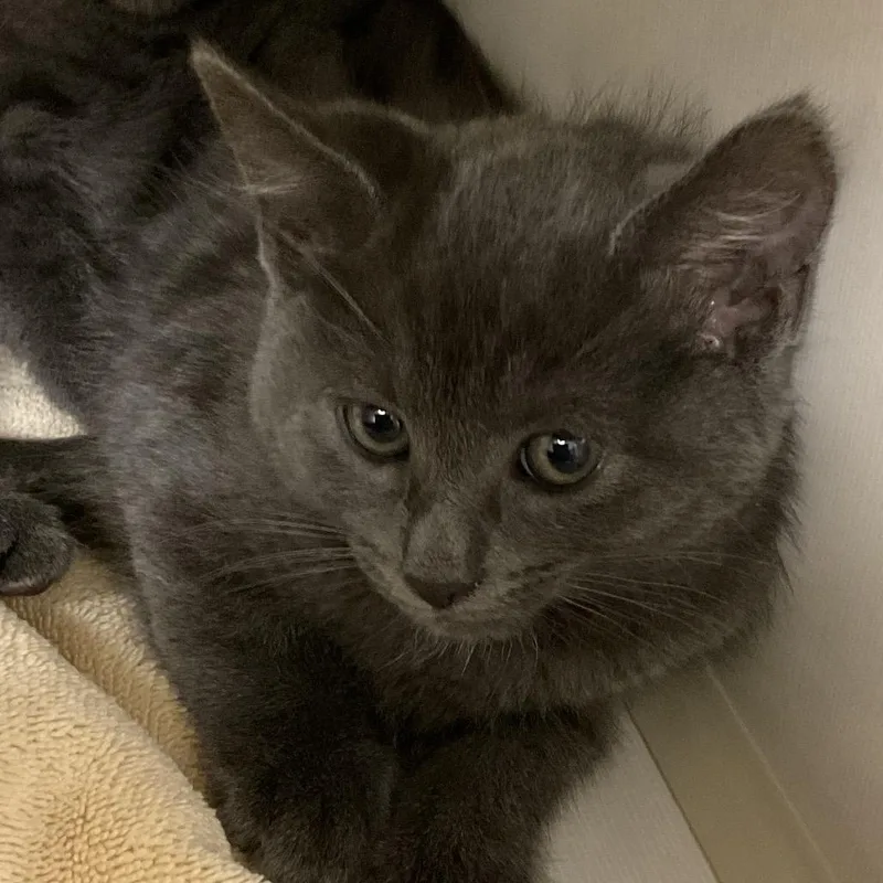 A baby small-sized female Gray / Blue / Silver Domestic Medium Hair cat named Frankie for adoption in Redwood City, CA