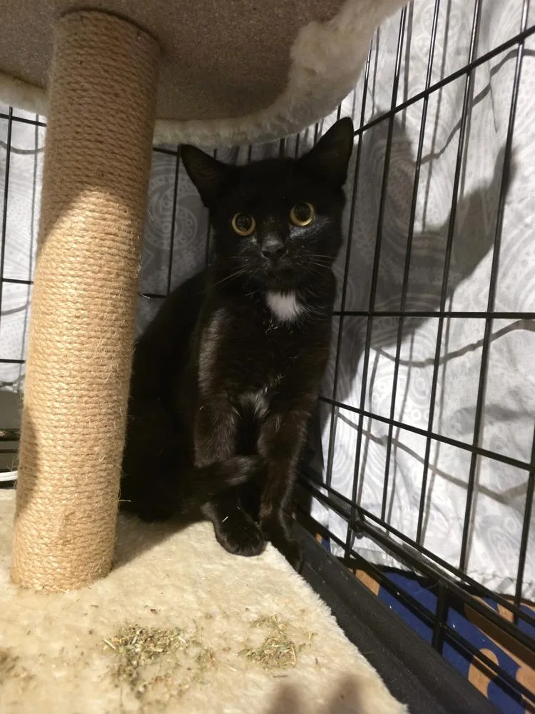 A young small-sized female Black & White / Tuxedo Domestic Short Hair cat named Jenly for adoption in Elyria, OH