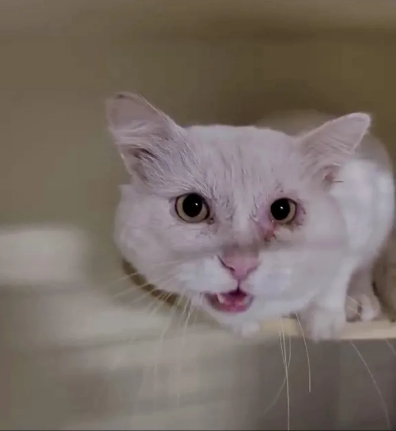 A young medium-sized male White Domestic Short Hair cat named Fuego for adoption in Detroit Lakes, MN
