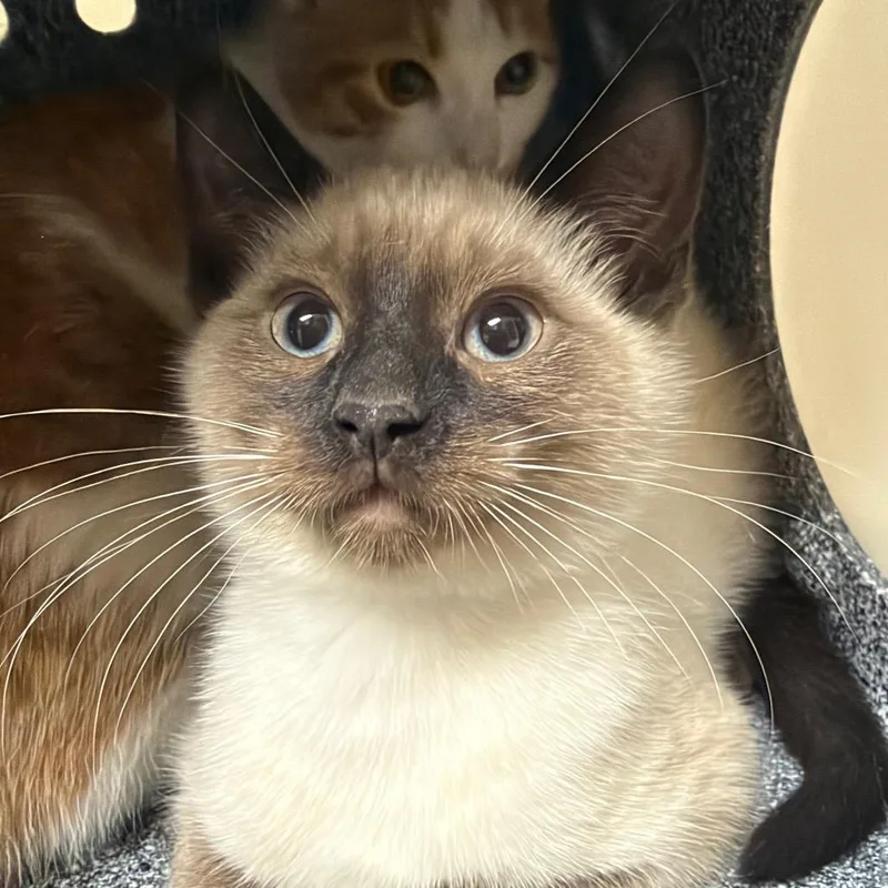 A baby small-sized male Cream / Ivory Domestic Short Hair cat named Vision for adoption in Reno, NV