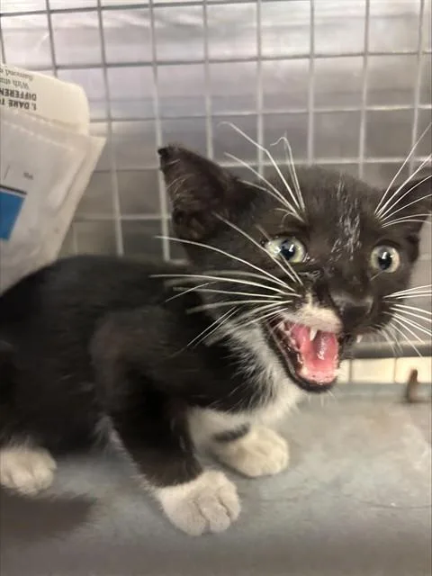 A baby small-sized male Domestic Short Hair cat named Jace for adoption in Fort Lauderdale, FL