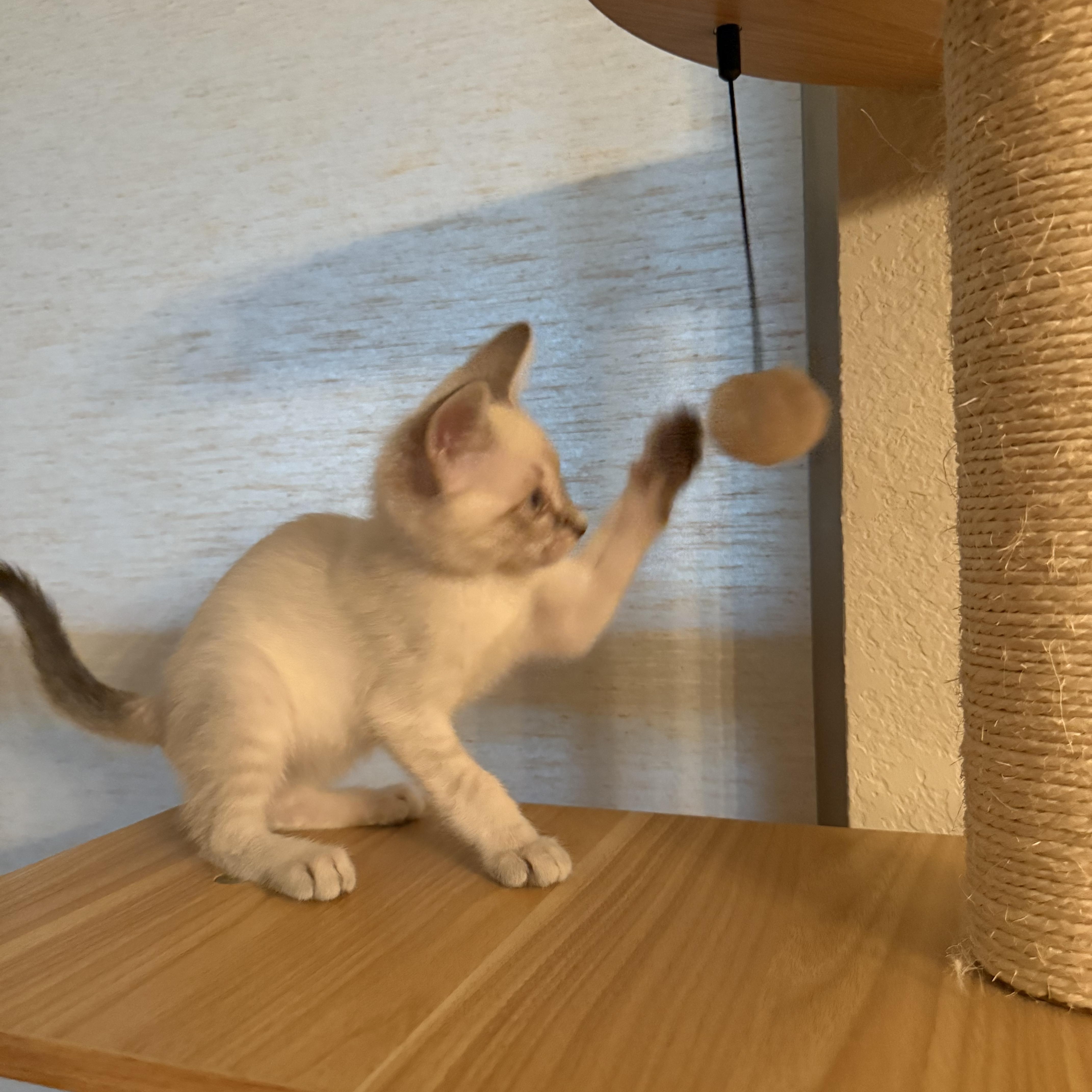 A baby medium-sized male Buff / Tan / Fawn Siamese cat named Waveney Ort for adoption in Missouri City, TX