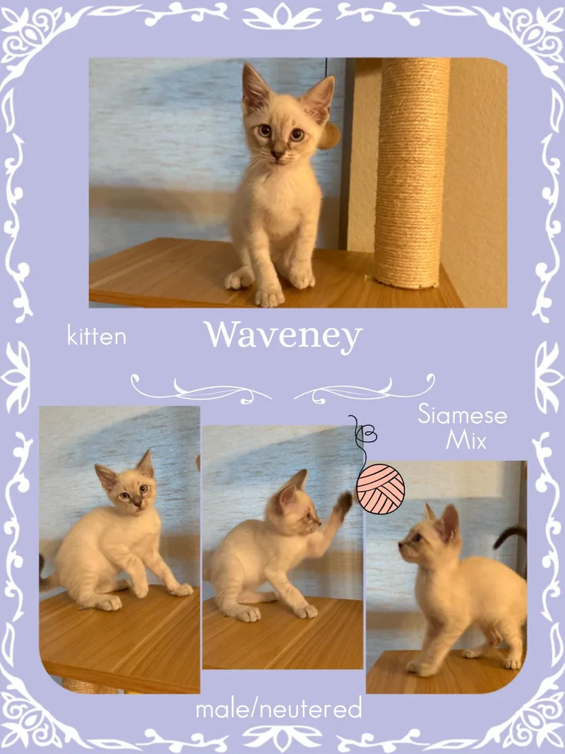Waveney Ort thumbnail 4