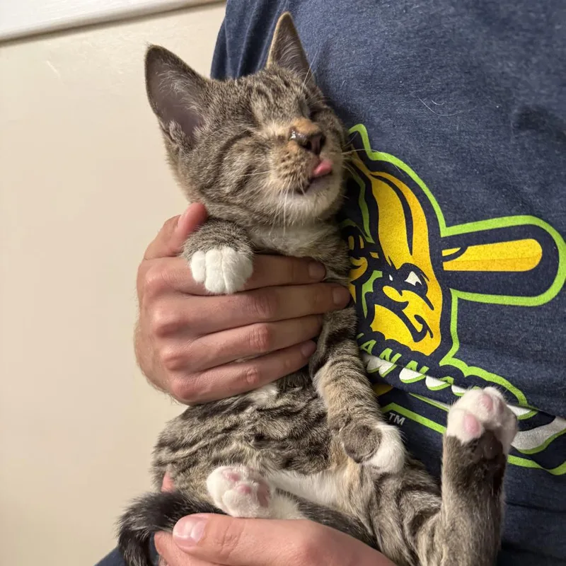 A baby small-sized male Brown / Chocolate Domestic Short Hair cat named Glover for adoption in Fairfax Station, VA