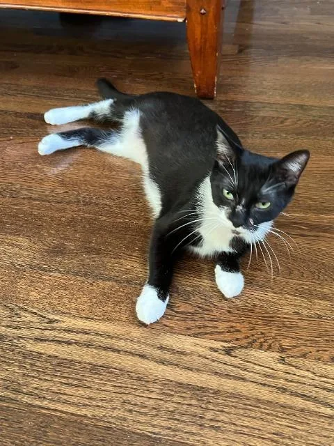 An adult medium-sized female Domestic Short Hair cat named Orla for adoption in Cincinnati, OH