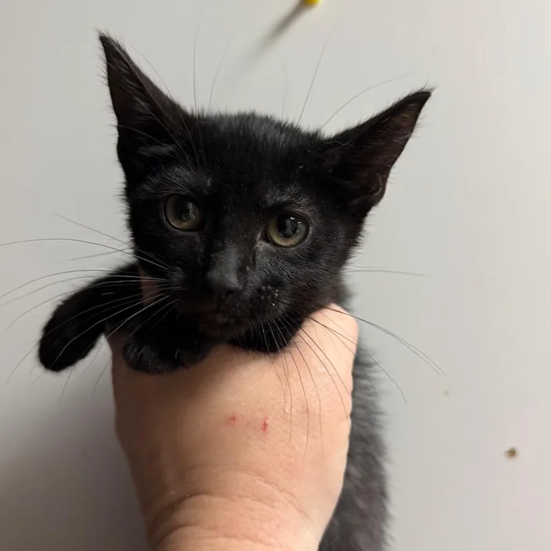 A baby small-sized female Domestic Short Hair cat named Havarti for adoption in Fort Smith, AR