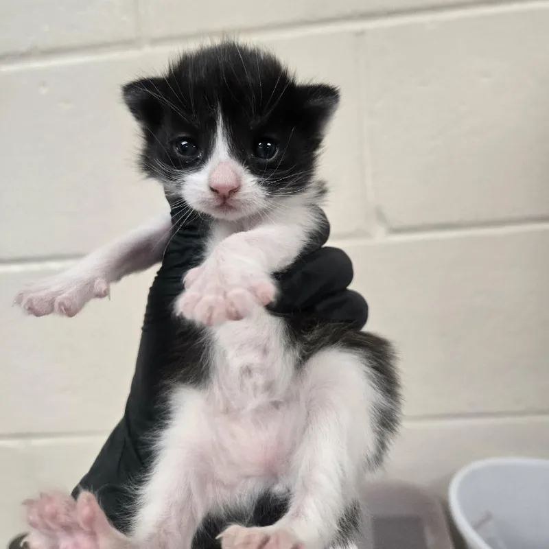 A baby small-sized female Black Domestic Short Hair cat named Clatter for adoption in Reno, NV