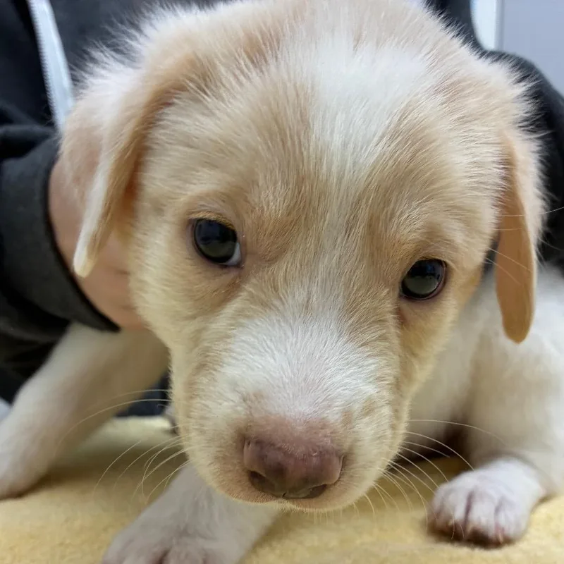 A baby small-sized male White / Cream Labrador Retriever dog named Cupid "Shuffle" for adoption in Corpus Christi, TX