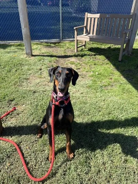 A young medium-sized female Doberman Pinscher dog named Emmy for adoption in Kennewick, WA