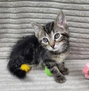 A young medium-sized male Domestic Short Hair cat named Beetle for adoption in Bucyrus, OH