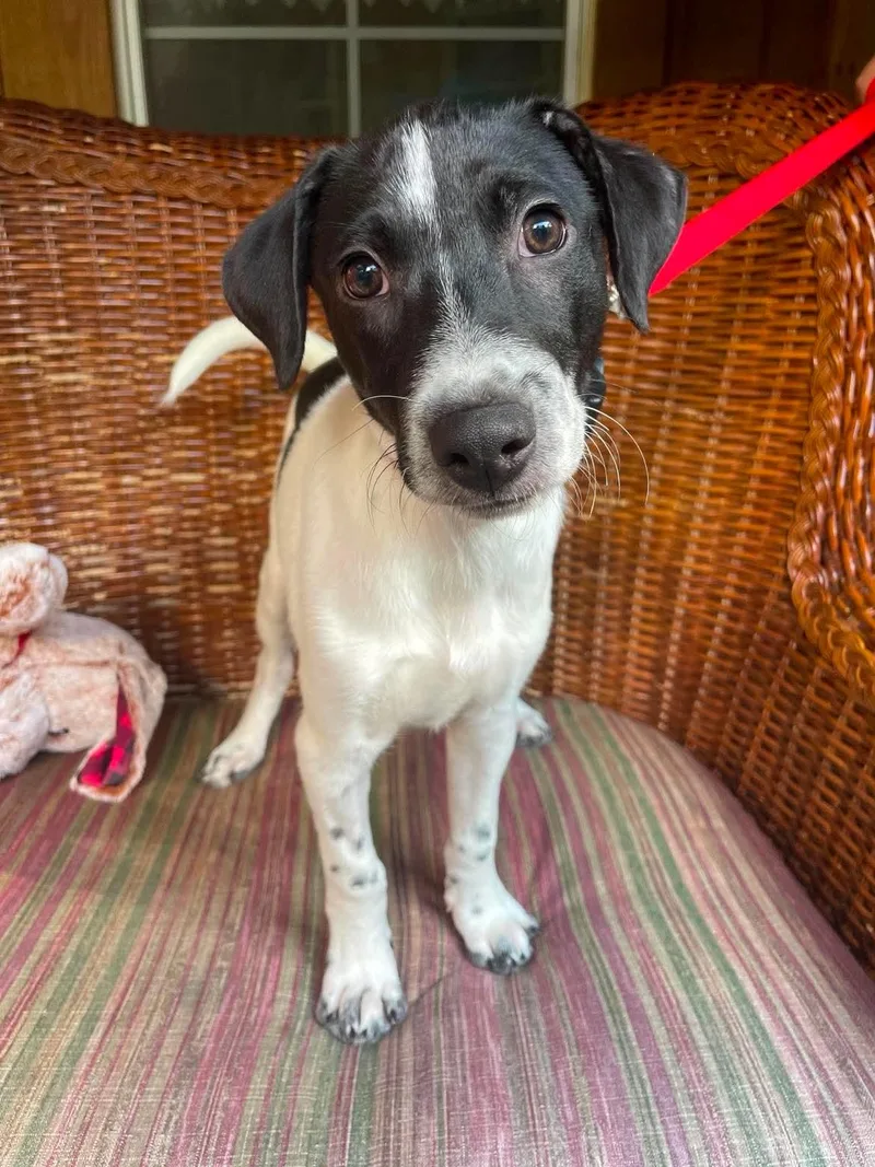 A baby medium-sized male Mixed Breed dog named Kingston for adoption in Berwick, ME
