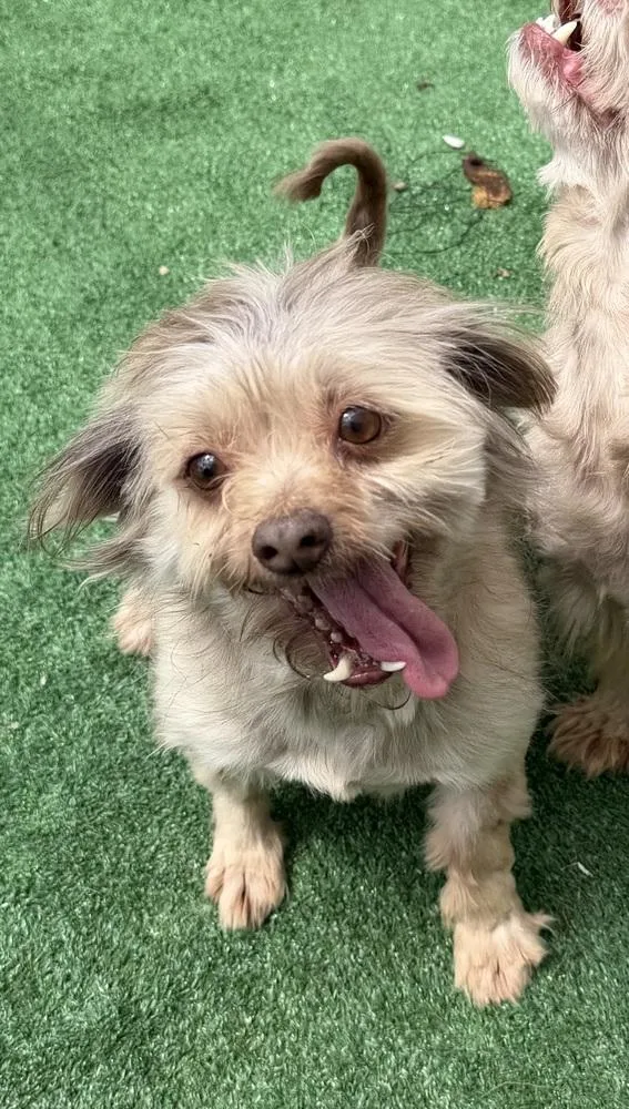 An adult small-sized female Havanese dog named Maisey for adoption in Waterloo, IL
