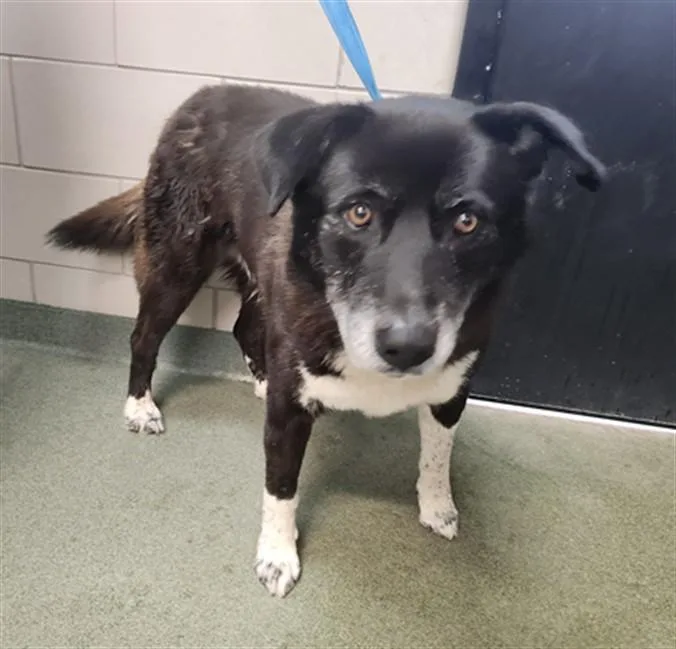 An adult large-sized male Mixed Breed dog named Benny for adoption in Santa Fe, NM