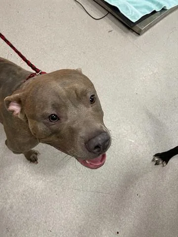 An adult large-sized female Pit Bull Terrier dog named Hannah for adoption in Indianapolis, IN