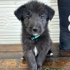 A baby small-sized male Black Standard Poodle dog named Green for adoption in Kittanning, PA