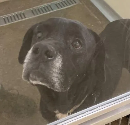 An adult extra large-sized male Terrier dog named Midnight for adoption in Cincinnati, OH