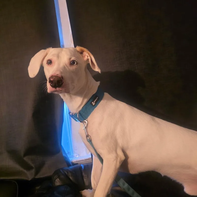 An adult medium-sized male White / Cream Dachshund dog named Zeus for adoption in Oceanside, NY