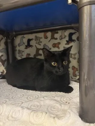 An adult large-sized female Domestic Short Hair cat named Sally for adoption in Independence, MO