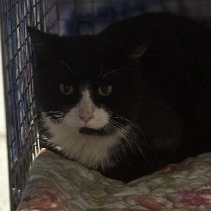 An adult medium-sized male Black & White / Tuxedo Domestic Medium Hair cat named Doug for adoption in Pittsburgh, PA