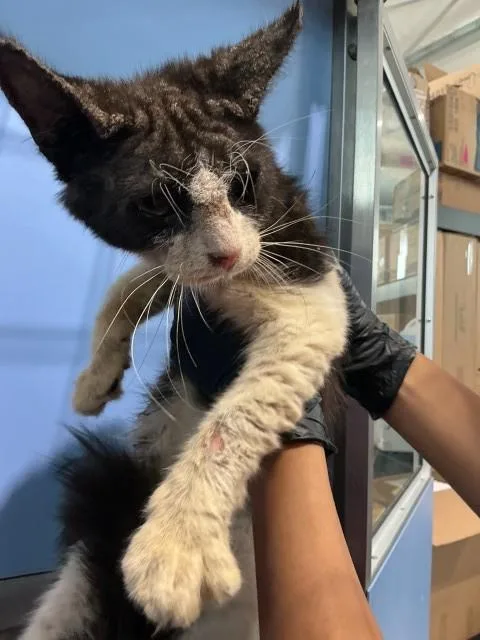 A young small-sized male Domestic Short Hair cat named Joey for adoption in San Bernardino, CA