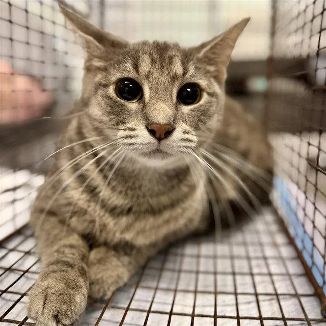 An adult large-sized female Gray / Blue / Silver Domestic Short Hair cat named Bambi for adoption in Tavares, FL