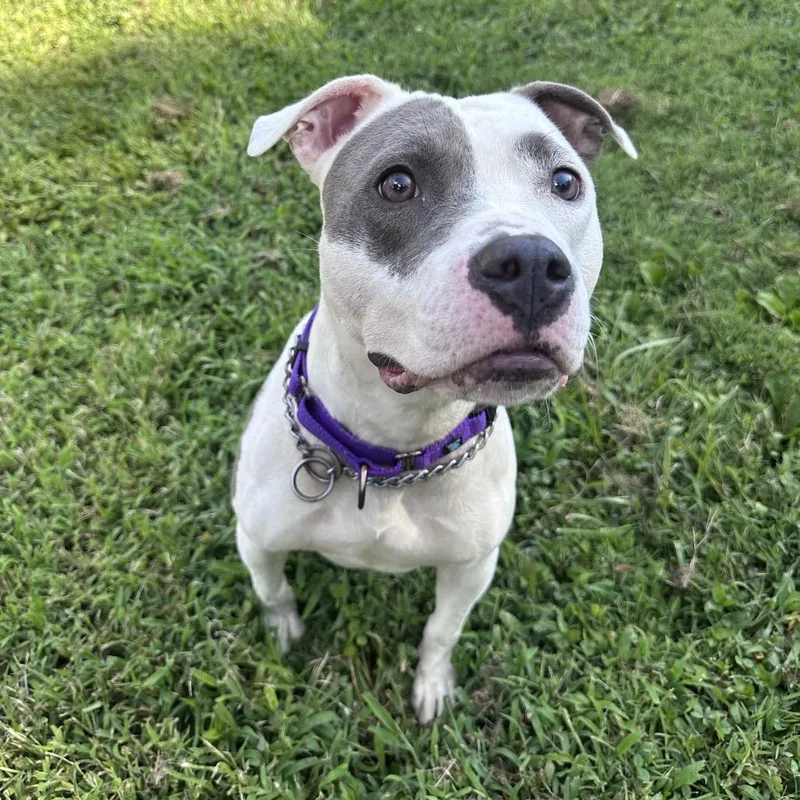 Sadie