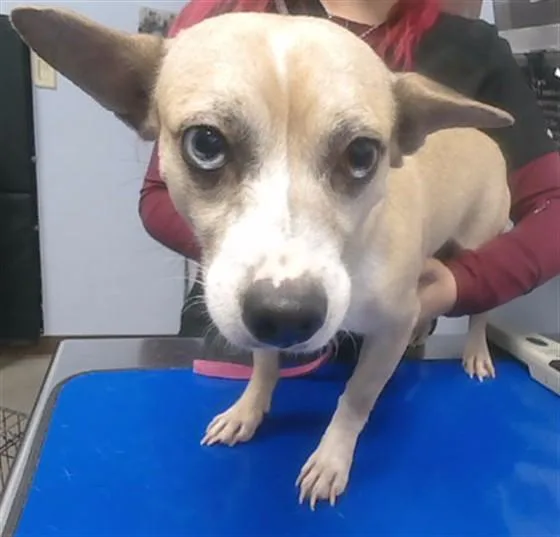 An adult small-sized male Chihuahua dog named Chip for adoption in Phoenix, AZ