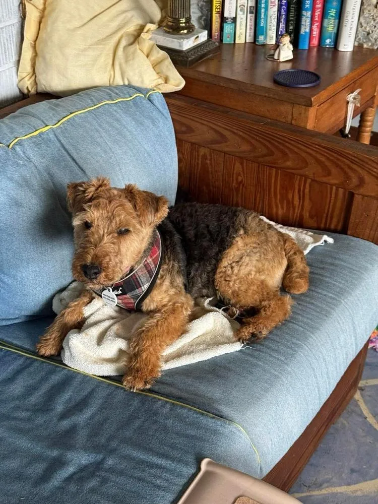 A senior medium-sized female Tricolor (Brown, Black, & White) Terrier dog named Lulu for adoption in Melbourne Beach, FL