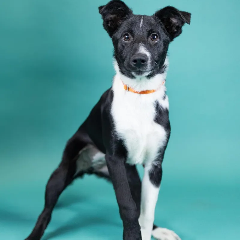 A baby medium-sized female Black McNab dog named Georgie for adoption in Portland, OR