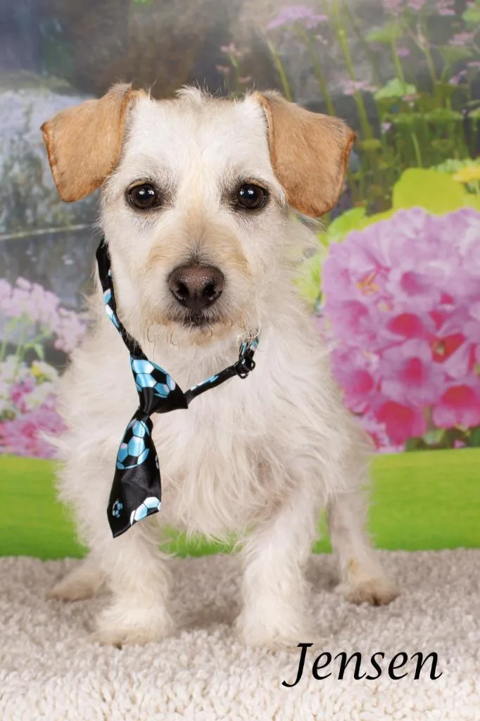 A young small-sized male Dachshund dog named Jensen for adoption in Gilbert, AZ