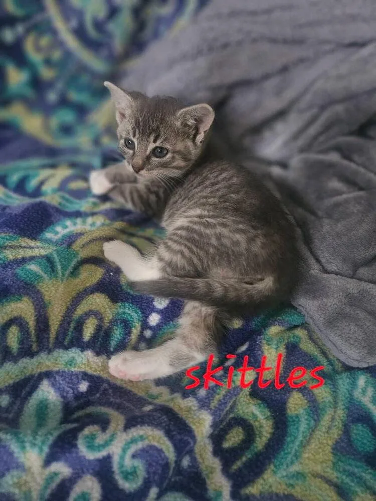 A baby small-sized female Gray & White Domestic Short Hair cat named Skittles for adoption in Chalfont, PA