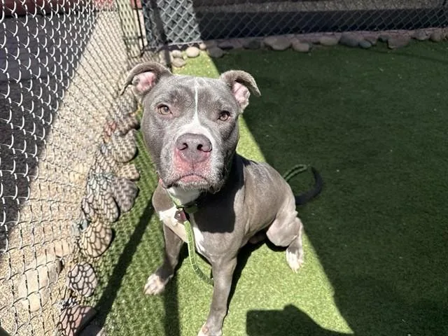 An adult large-sized male Pit Bull Terrier dog named Bertie for adoption in Phoenix, AZ