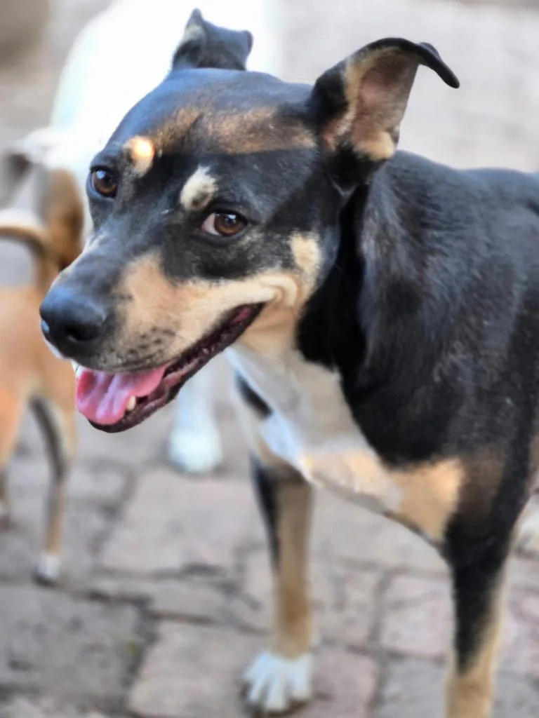 An adult medium-sized male Staffordshire Bull Terrier dog named B.j. for adoption in Spring, TX