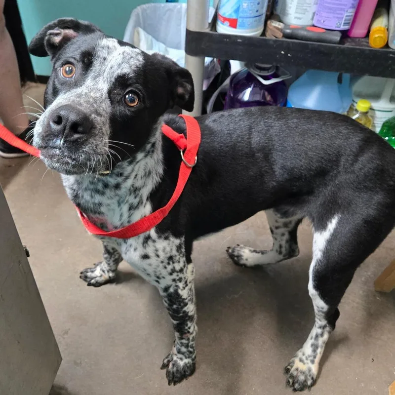 An adult medium-sized male Black Pit Bull Terrier dog named Geezer for adoption in Graham, TX