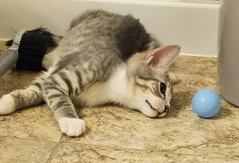 A baby small-sized male Tabby (Gray / Blue / Silver) Tabby cat named Leroy Gibbs Bonded To for adoption in Chandler, AZ