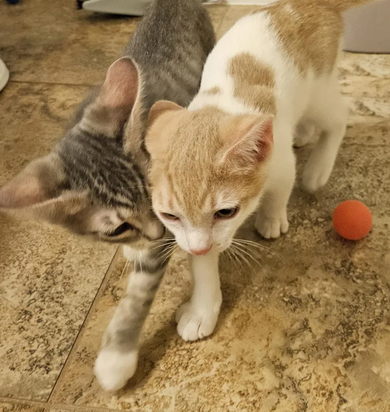 Leroy Gibbs Bonded To thumbnail 2