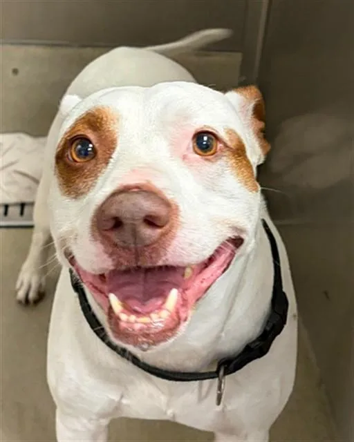 A young medium-sized male American Staffordshire Terrier dog named Bubba for adoption in Fort Lauderdale, FL