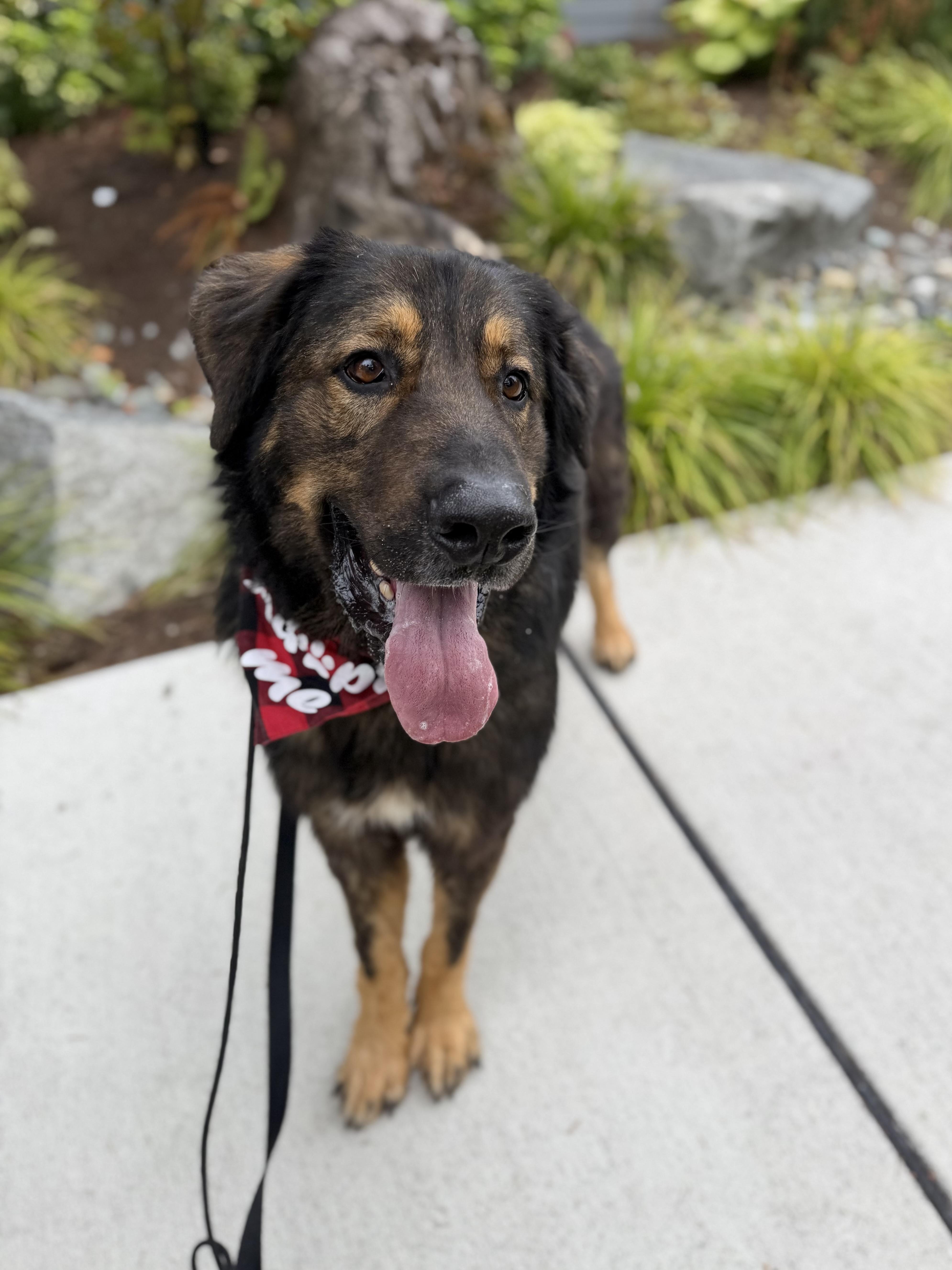 An adult extra large-sized male Black Saint Bernard dog named Dobbie for adoption in lynnwood , WA