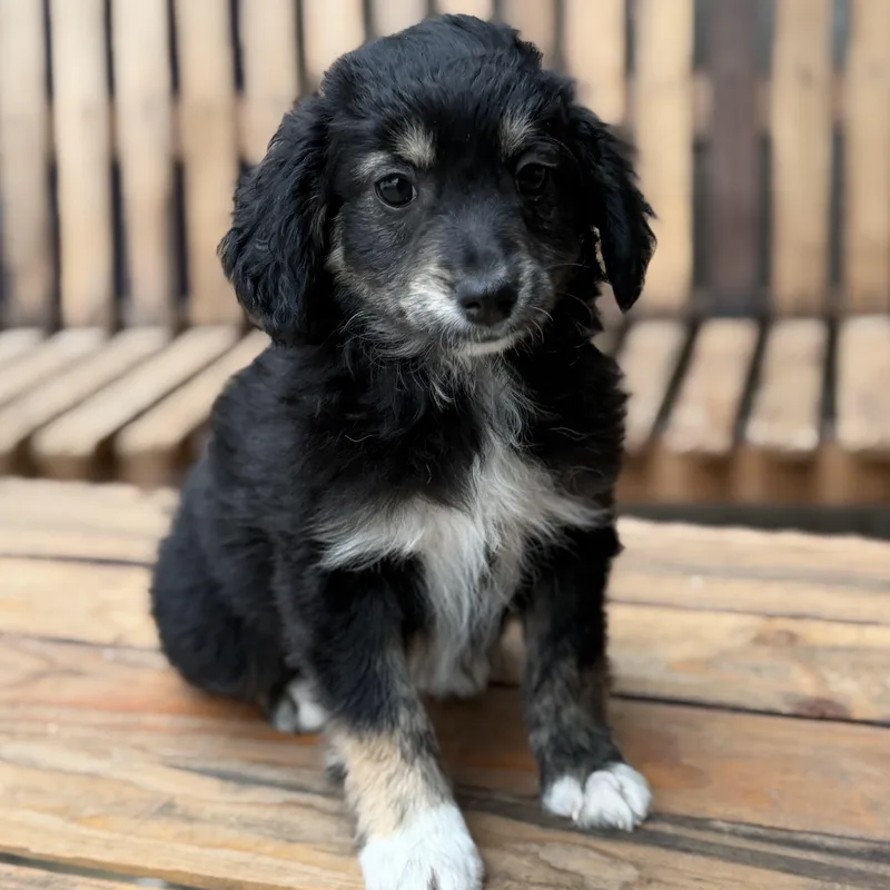 A baby small-sized male Cockapoo dog named Nike for adoption in San Diego, CA