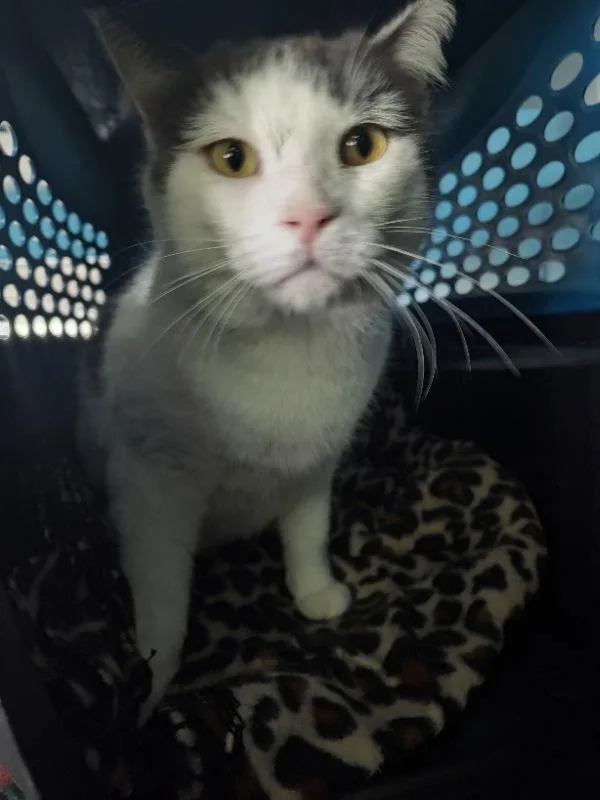 An adult medium-sized male American Shorthair cat named Smokey Joe for adoption in Naples, FL