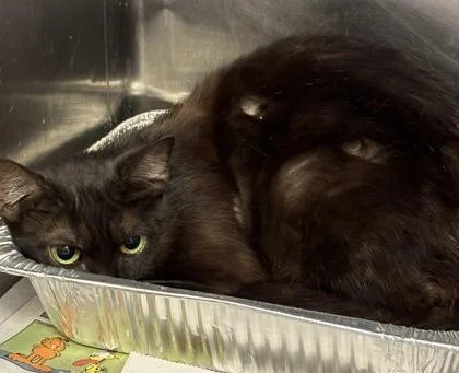 An adult large-sized female Domestic Short Hair cat named HeiHei for adoption in Chamblee, GA