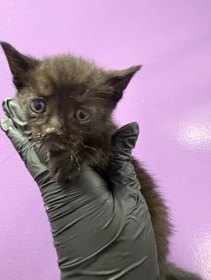 A baby small-sized female Black Domestic Short Hair cat named 60932690 for adoption in El Paso, TX
