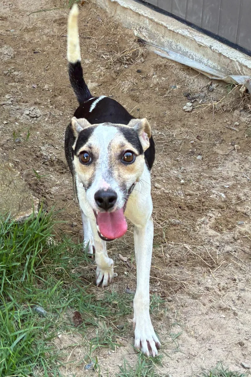 A young small-sized female Black Whippet dog named Picola for adoption in Rio Grande , PR
