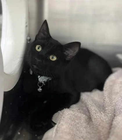 A baby medium-sized male Domestic Short Hair cat named Salem for adoption in Humboldt, IA