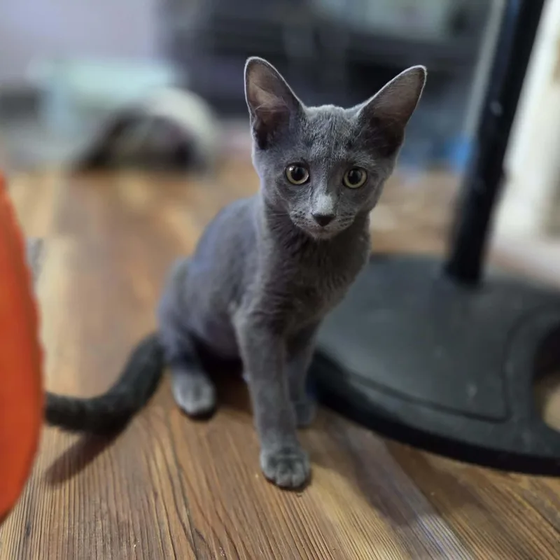 A baby medium-sized female Gray / Blue / Silver Domestic Short Hair cat named Dizzy for adoption in Loveland, CO