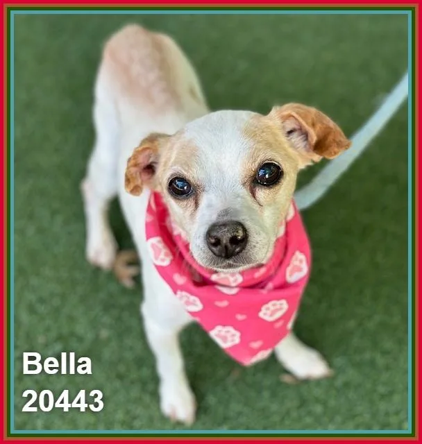 A senior small-sized female Brown / Chocolate Chihuahua dog named Bella for adoption in Marietta, GA