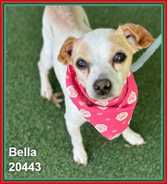 Bella thumbnail 2