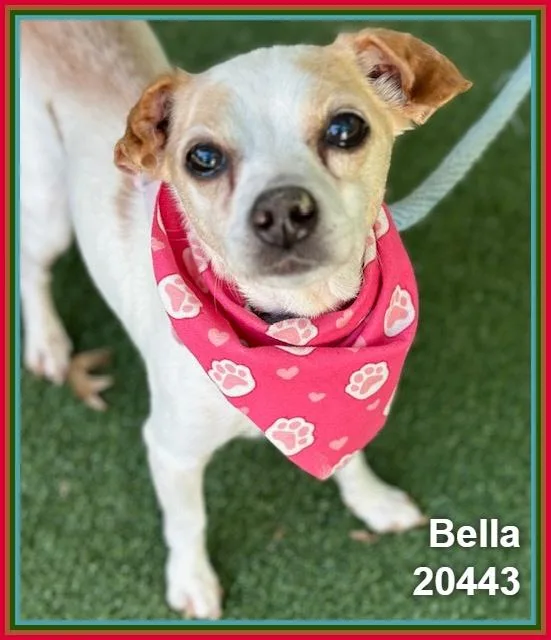 Bella thumbnail 3